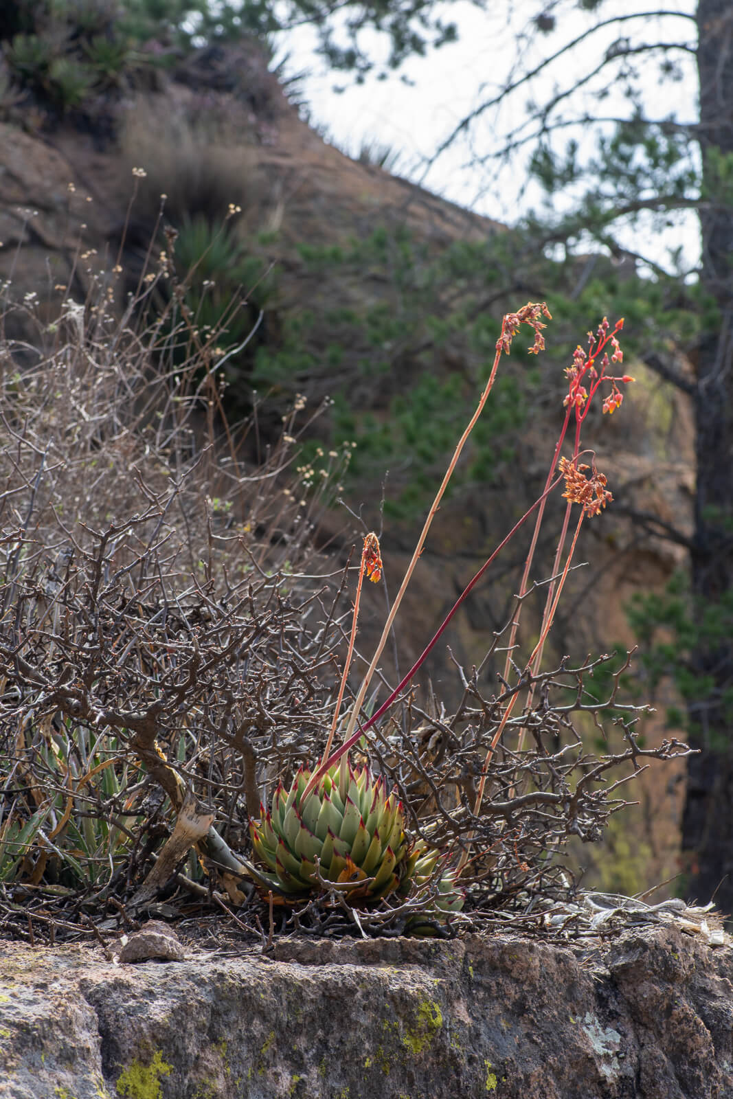 Echeveria agavoides